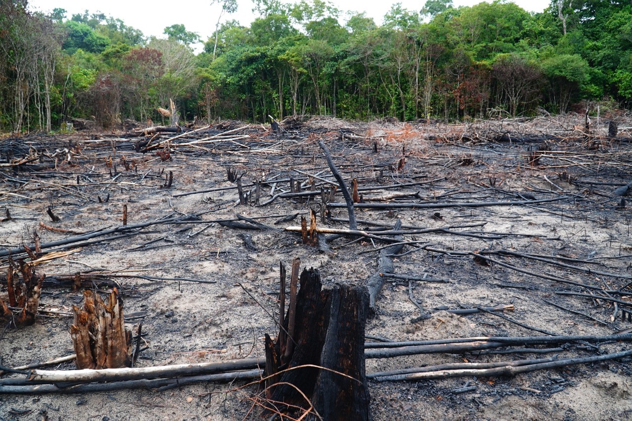 Defrișarea și exploatarea forestieră ilegală distrug pădurea tropicală